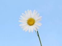 中远海运特运、中远海运西亚、PSS三方共同签署战略合作备忘录